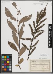 Foto von Salix appendiculata Vill.